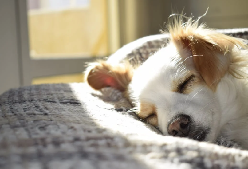 hooikoorts honden verkouden